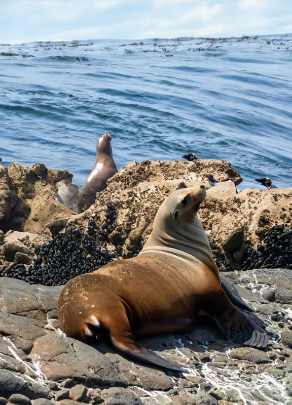 Sea lions bask on the rocky shores of Angel de La Guarda Island, one of their key breeding colonies.