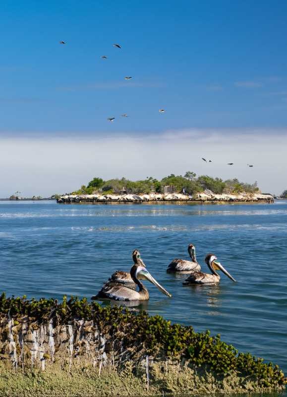 The serene waters of the Angel de La Guarda archipelago, a pre-breeding staging area for avian species.