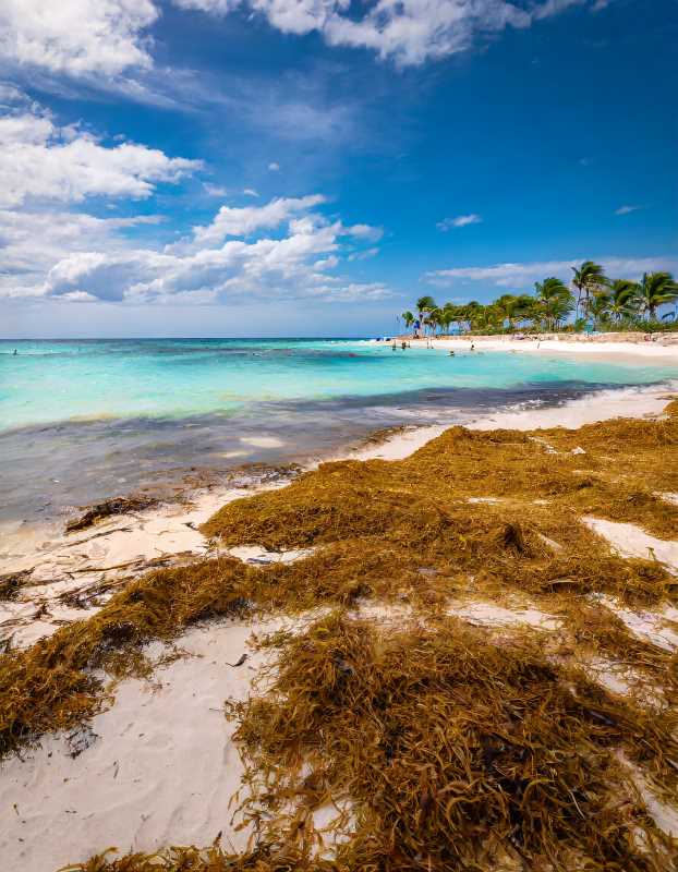 Local experts and authorities join forces to combat the sargassum threat.
