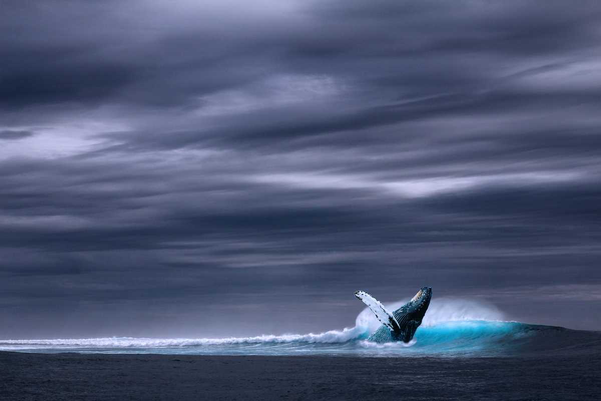 Blue whale, the largest animal inhabiting the Earth.