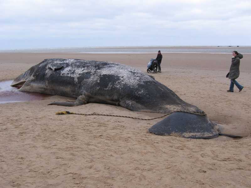 Sperm whale – beached. This species has been highly coveted by man because of the fine oil it accumulates in its head.