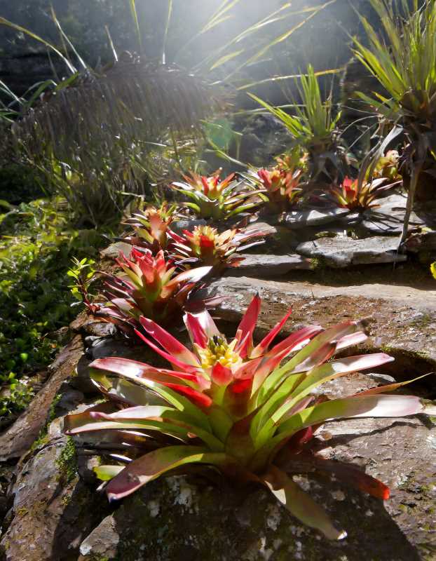 Bromeliads: The sun-worshipping survivors of the plant kingdom, adapting to unique environments.