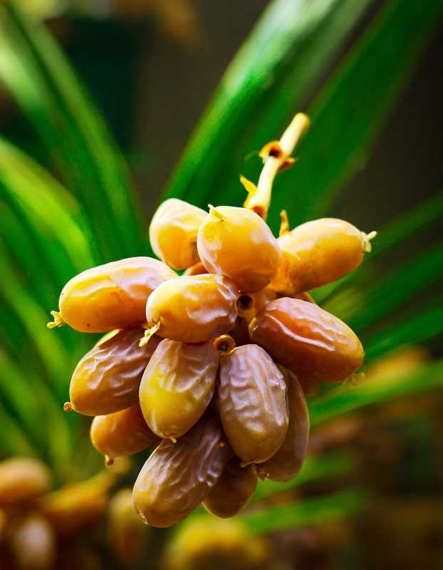 A close-up of succulent dates, rich in nutrients and bioactive compounds, promising health and economic benefits.