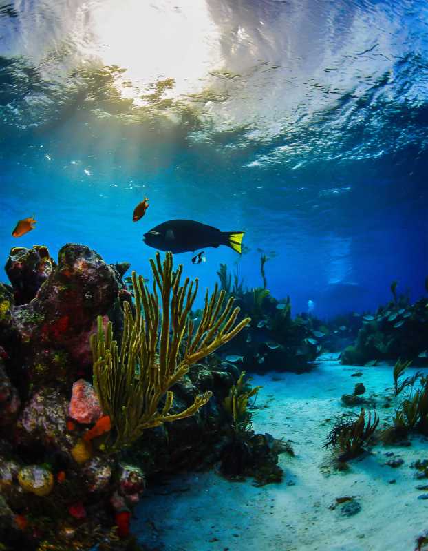Beneath Cozumel's waves lies a world of wonder – dive into vibrant reefs and sunken treasures.
