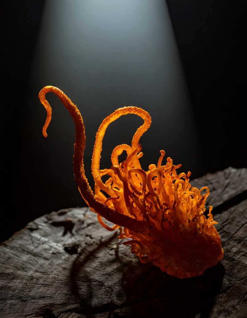 Photo of a glowing cordyceps fungus growing on a dead insect, casting an eerie light in the darkness.