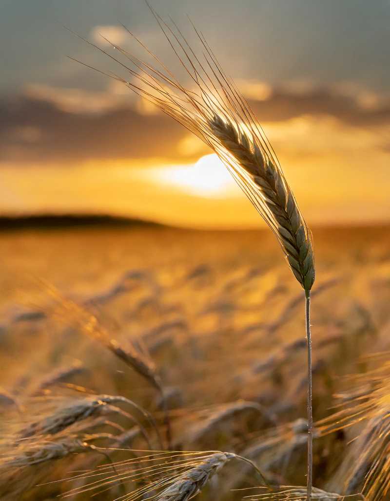 A close-up photo of a stalk of rye with full, golden kernels, swaying against a blurred backdrop of a vibrant sunset.