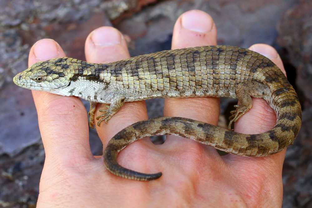 A close-up of the Coapilla dragon, showing its bright yellow head with dark markings and its dappled brown body.