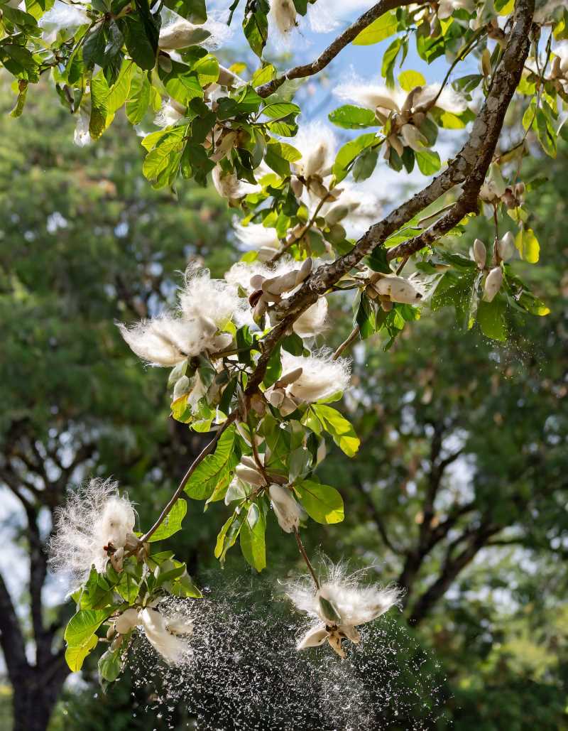 A ceiba tree branch with cracked seed pods releasing a flurry of white, cotton-like fluff that floats on the wind.