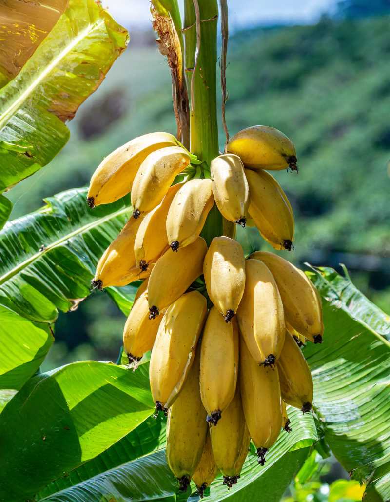 A photo of a heavy bunch of ripe plantains with some still showing a touch of green at the tips.