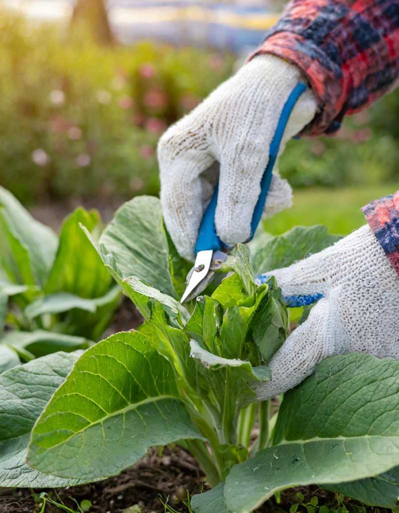 A gardener harvests comfrey leaves, wearing gloves to protect against the prickly hairs.