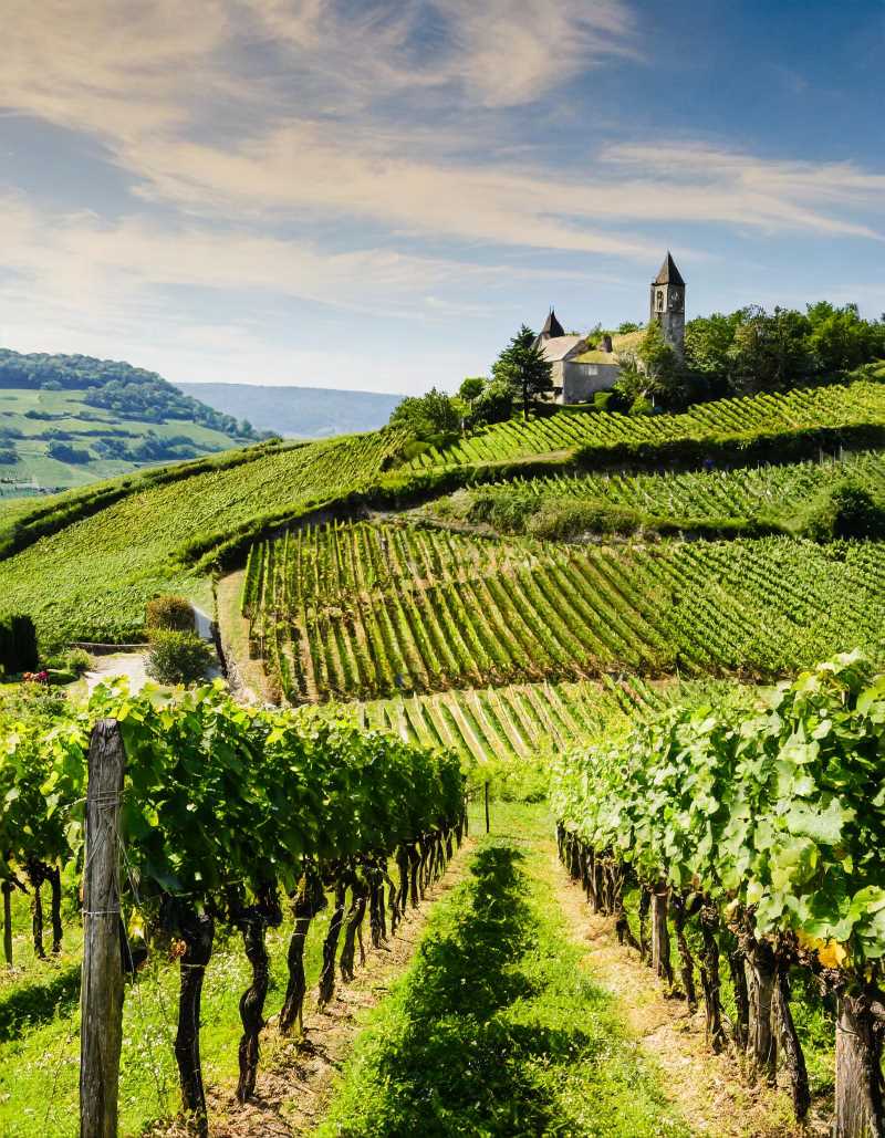 Traditional French vineyard with rolling hills and rows of grapevines.