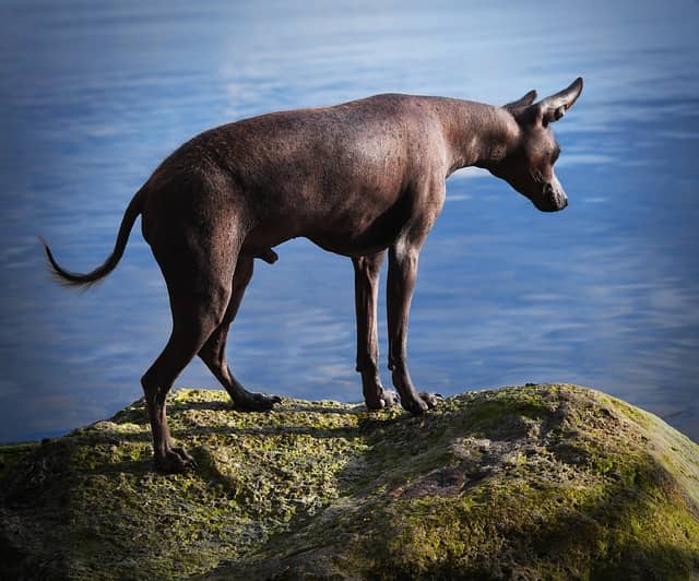 Rare Mexican hairless dog Xoloitzcuintli