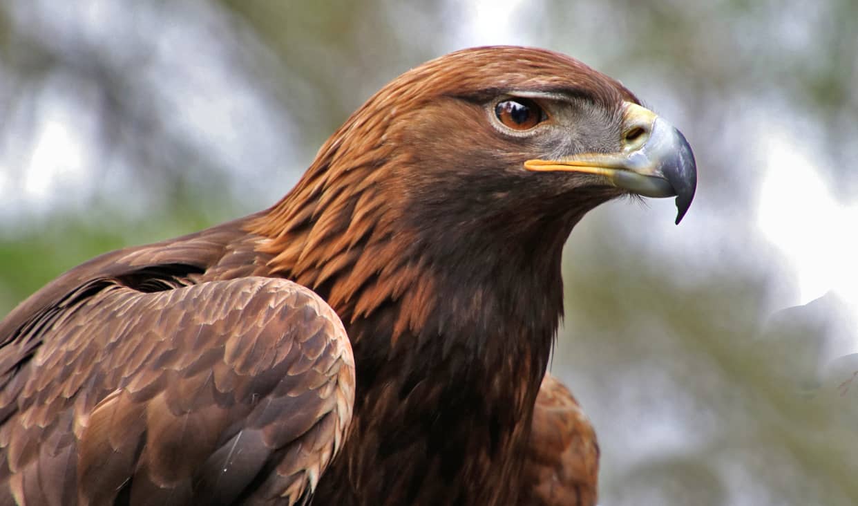 The golden eagle, an emblematic bird of Mexico