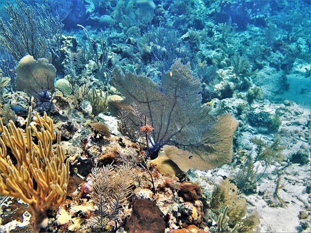Coral reefs: Reef fishes of the Caribbean Sea