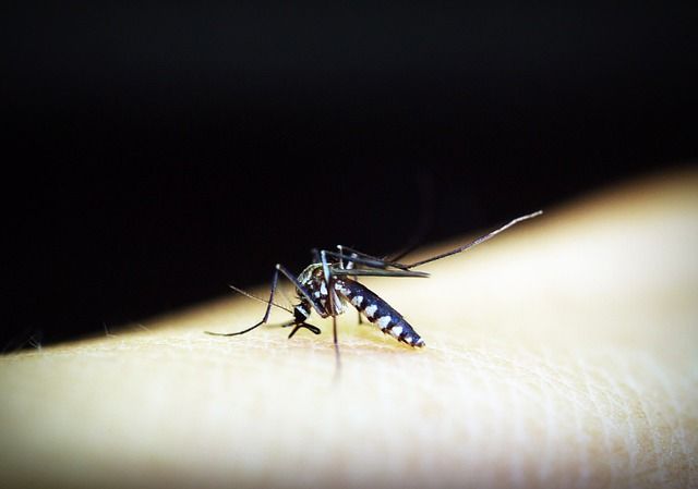 Fumigation against dengue fever in Mazatlán's risk areas