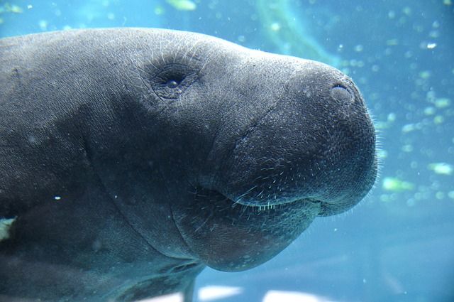 10 things you need to know about the manatee