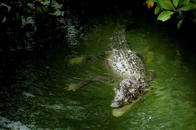 How many crocodiles are there in Puerto Vallarta and where?