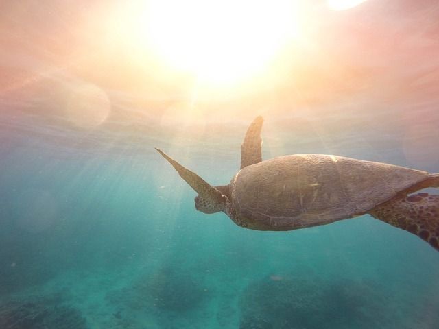 Where and what is the habitat of sea turtles in Mexico?