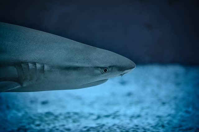 Shark alerts tourists in Puerto Vallarta; also wins their hearts