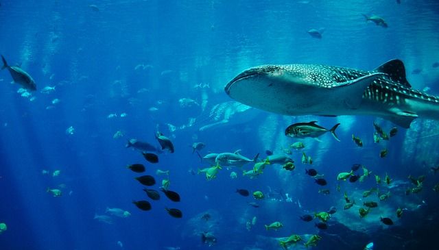 Why August 30 is International Whale Shark Day