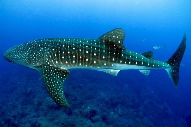 The best places in Mexico to dive with the whale shark