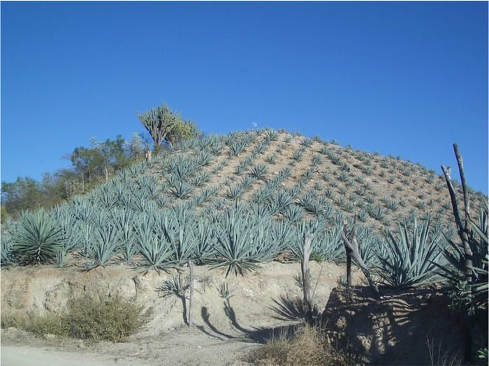 The raw material for mezcal according to science