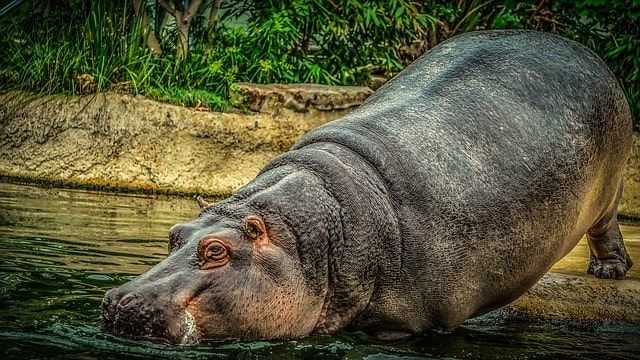There will be 1,500 by 2035: How Pablo Escobar brought hippopotamuses to Colombia