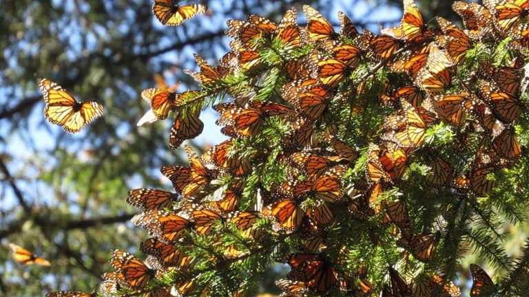 This is how deforestation affects the monarch butterfly in Mexico