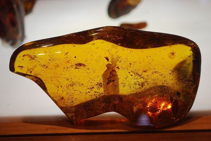 Amber from Chiapas: The gem of Mexico