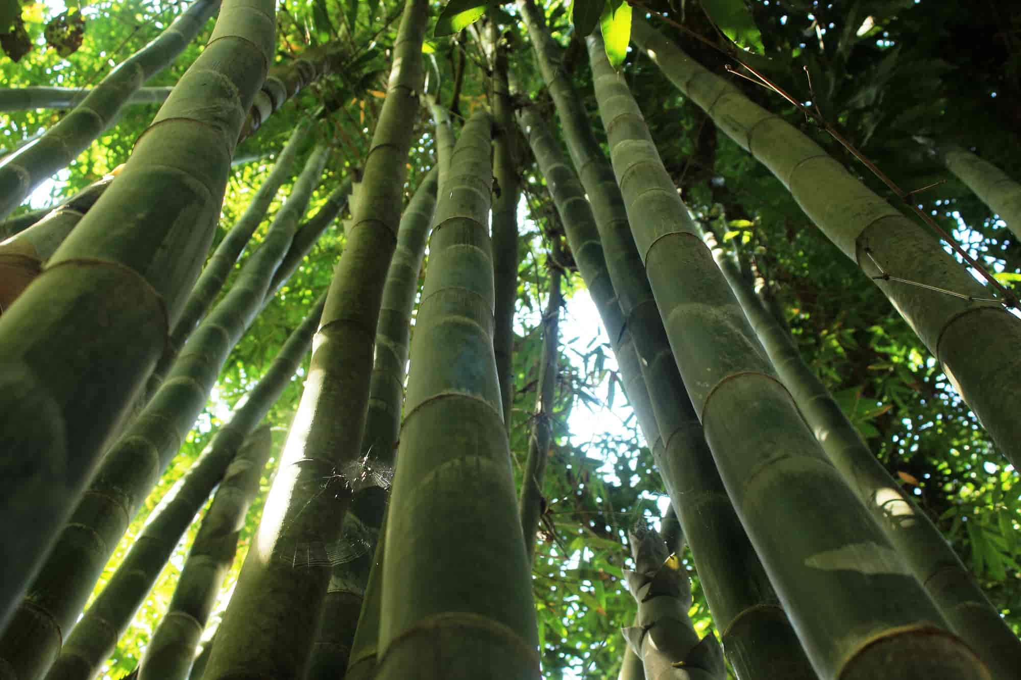 What are the uses of the bamboo plant and its most beneficial feature?