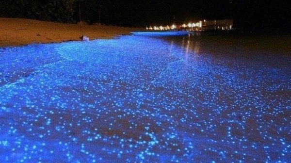 What is bioluminescence? The fascinating natural glow that illuminates the darkness