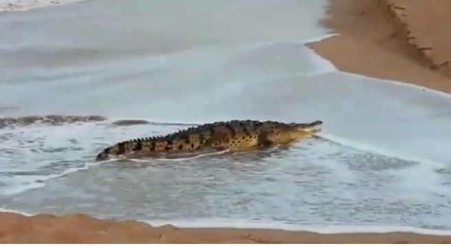 Terror in Mazatlan: Tourists find a 3-meter crocodile on the beach (VIDEO)