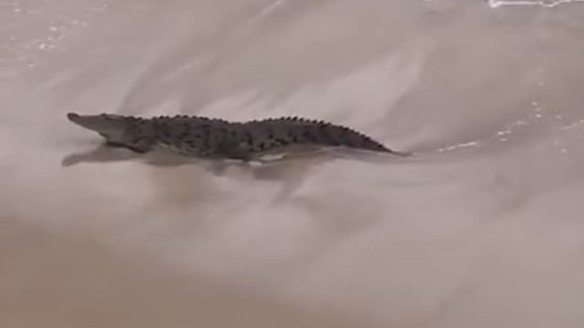 A crocodile that strolled along Mazatlan's beaches captured