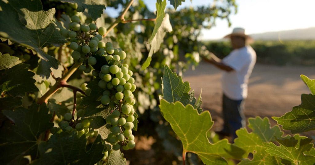 The Mexican wine industry report 2020