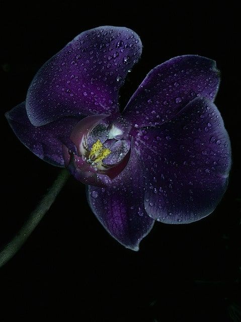 What are orchids? Characteristics and significance