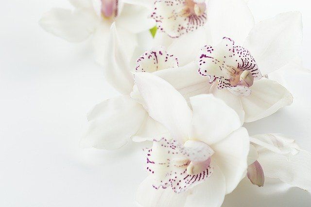 The enigmatic beauty of orchids: strange shapes and bright colors