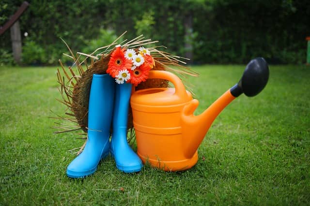 Tips for watering plants and saving water