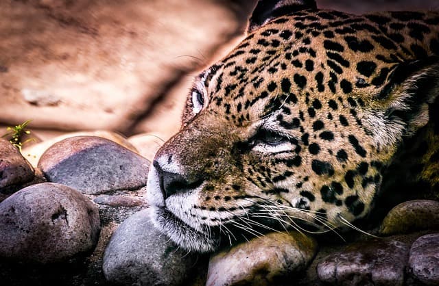 Jaguar, the lord of the jungle and the largest predator in the Americas