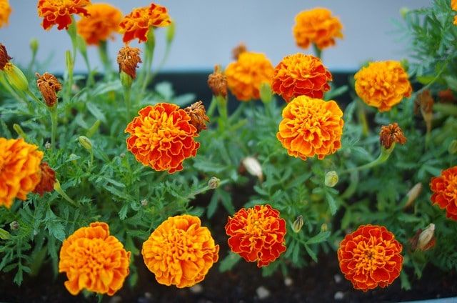 Marigold blossom, from the offering to the textile