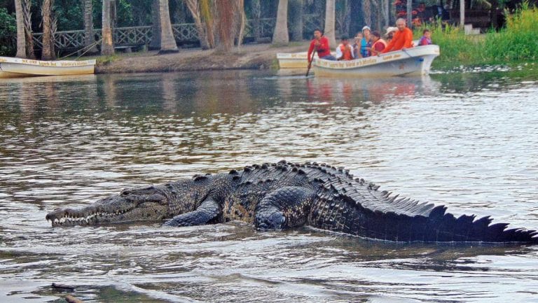 Rainy season favors crocodile activity and interaction (attacks)