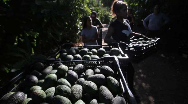 The rage of the avocado, the 'green gold' of Latin America