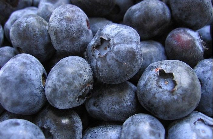 Mexico celebrates favorable U.S. ruling on blueberry imports