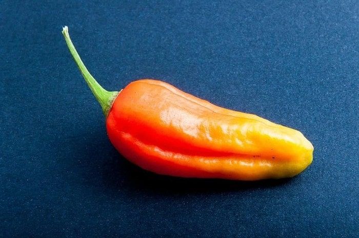 Does Ecuador have the oldest pepper in the Americas?