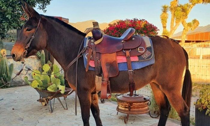 100% Mexican donkeys: New larger breed developed