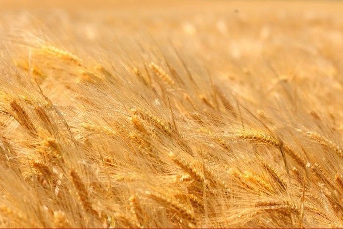 Is wheat gluten our enemy?