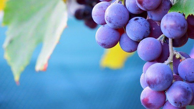 Tannins: Anti-nutrients or molecules with beneficial potential?