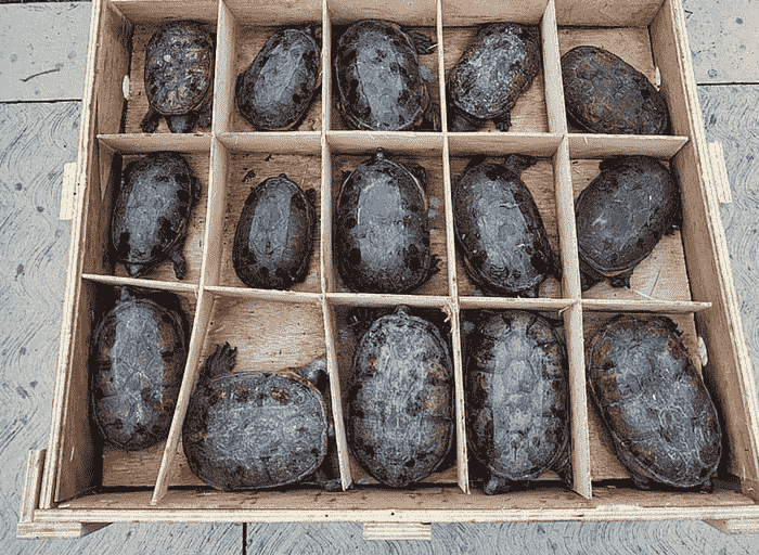 Mexico seizes more than 15,000 turtles that would be illegally sent to China