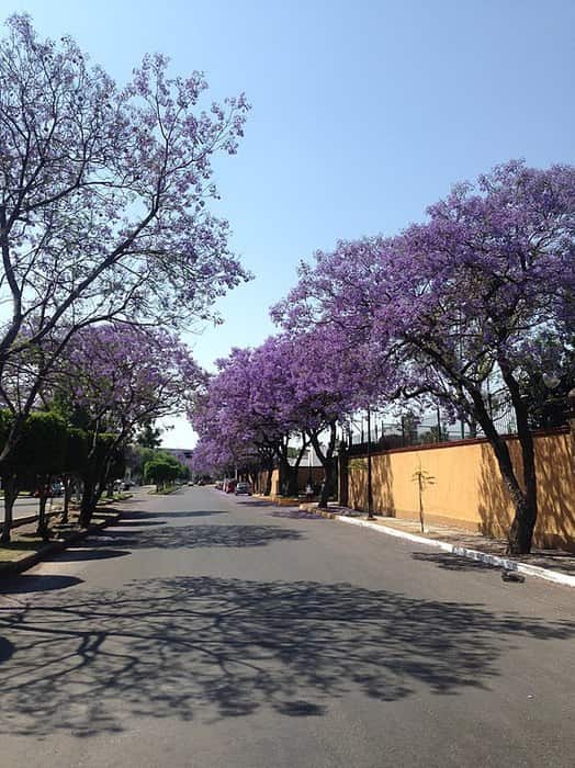This is the origin of the jacarandas in Mexico City