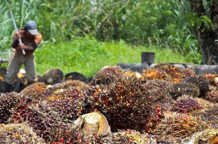 Sustainable palm oil production in Mexico