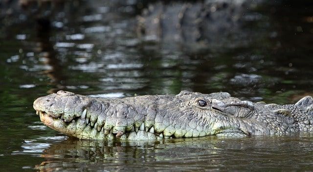 American tourist attacked by crocodile in Nuevo Vallarta
